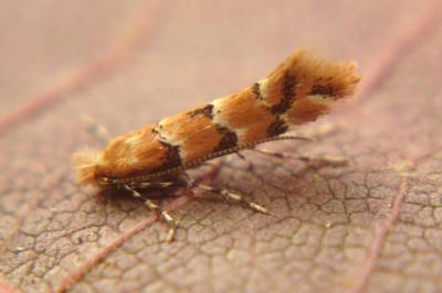 <i>Phyllonorycter trifasciella</i>