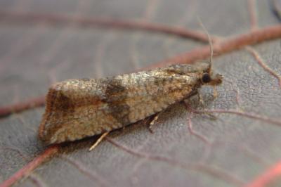 <i>Celypha striana</i>