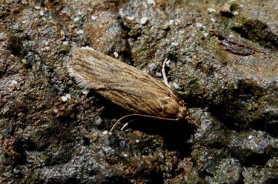 <i>Depressaria</i>