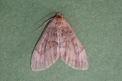 <i>Thera obeliscata</i>