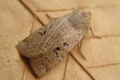 <i>Conistra rubiginosa</i>