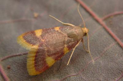 <i>Hypsopygia costalis</i>