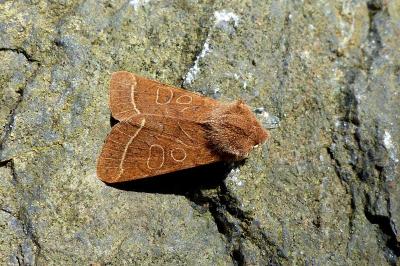 <i>Orthosia cerasi</i>