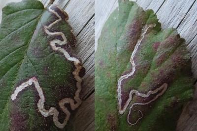 <i>Stigmella</i>