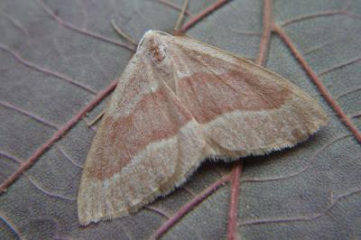 <i>Hylaea fasciaria</i>