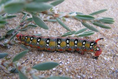 <i>Hyles euphorbiae</i>