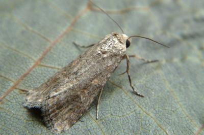 <i>Spodoptera exigua</i>