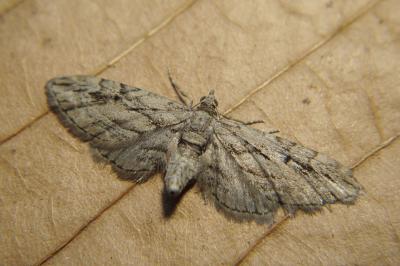 <i>Eupithecia phoeniceata</i>