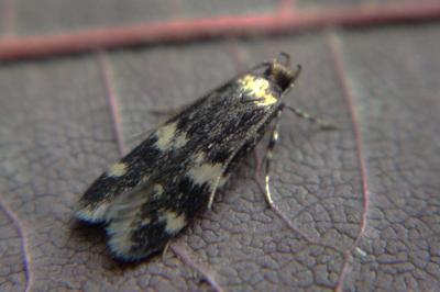 <i>Oegoconia</i>