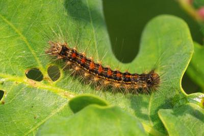 <i>Lymantria dispar</i>