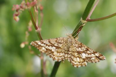 <i>Ematurga atomaria</i>
