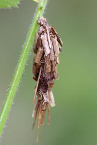 <i>Canephora hirsuta</i>