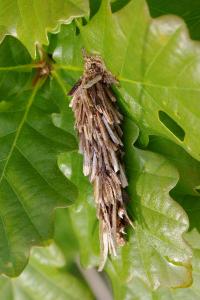 <i>Canephora hirsuta</i>