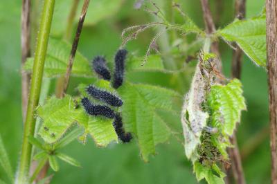 <i>Saturnia pavonia</i>