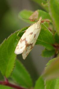 <i>Agapeta hamana</i>