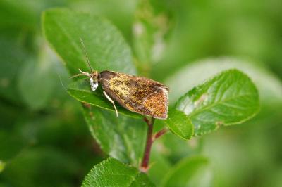 <i>Ptycholoma lecheana</i>