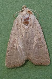 <i>Hoplodrina ambigua</i>