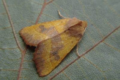 <i>Atethmia centrago</i>
