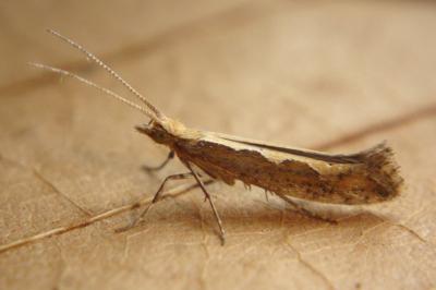 <i>Plutella xylostella</i>
