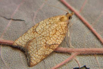 <i>Acleris rhombana</i>