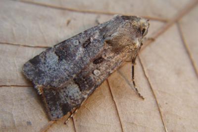 <i>Agrotis trux</i>