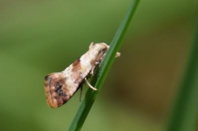 <i>Cochylis epilinana</i>