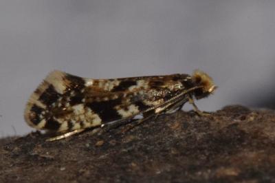 <i>Nemapogon cloacellus/ruricolella</i>