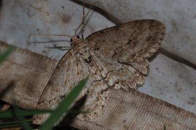 <i>Ectropis crepuscularia</i>
