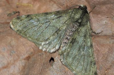 <i>Phigalia pilosaria</i>