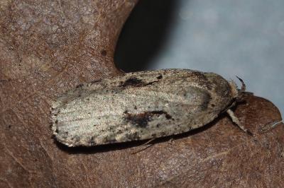 <i>Agonopterix ocellana</i>
