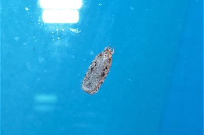 <i>Agonopterix ocellana</i>