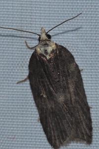 <i>Acleris hastiana</i>