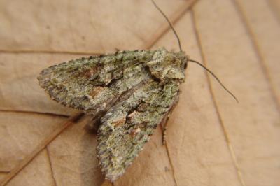 <i>Dryobotodes eremita</i>