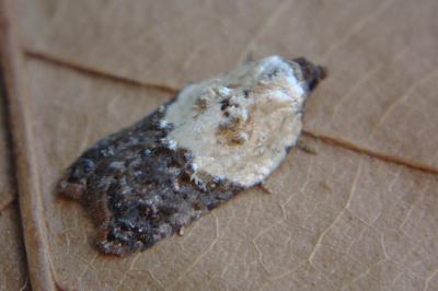 <i>Acleris variegana</i>