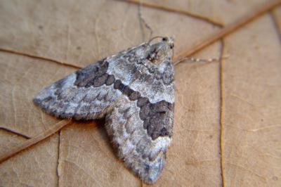 <i>Thera britannica/obeliscata/variata</i>