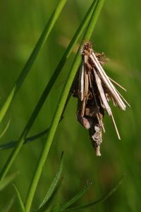 <i>Canephora hirsuta</i>