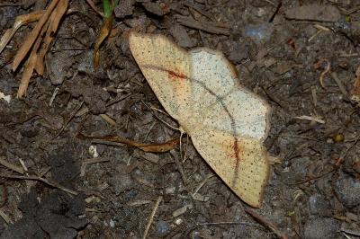 <i>Cyclophora punctaria</i>