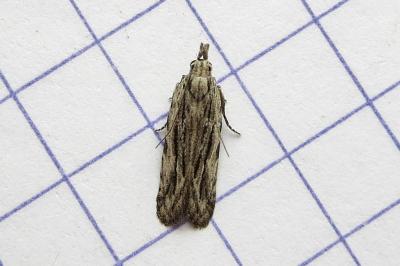 <i>Anarsia innoxiella</i>