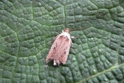 <i>Agonopterix yeatiana</i>