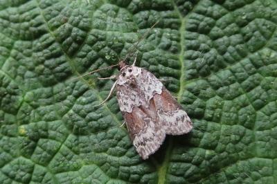 Nycteola siculana