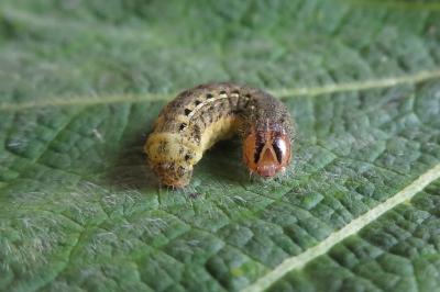 <i>Noctua pronuba</i>