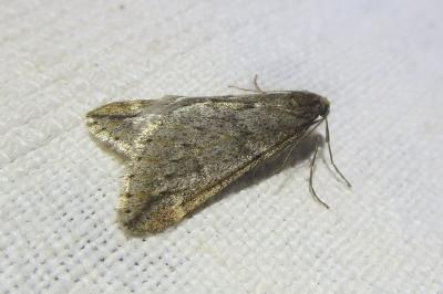 <i>Alsophila aescularia</i>