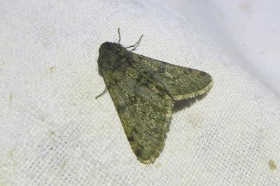 <i>Phigalia pilosaria</i>