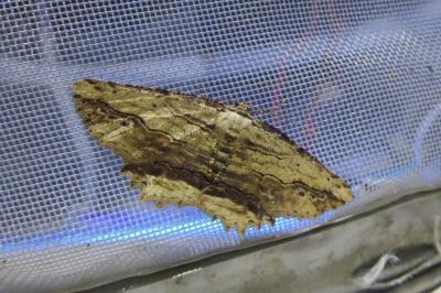 <i>Menophra abruptaria</i>