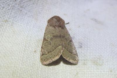 <i>Orthosia cerasi</i>