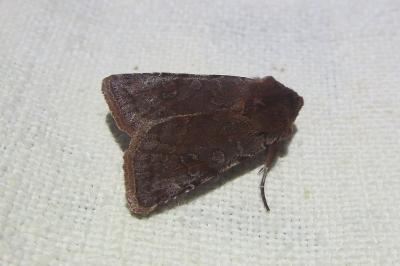 <i>Cerastis rubricosa</i>
