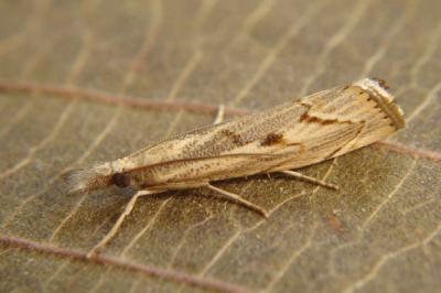 <i>Agriphila geniculea</i>