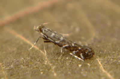 <i>Parectopa ononidis</i>