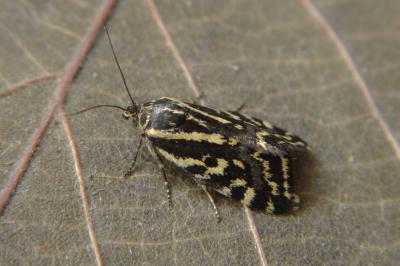 <i>Emmelia trabealis</i>