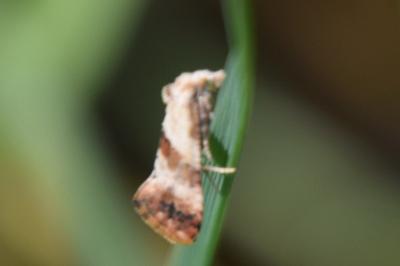 <i>Cochylis epilinana</i>